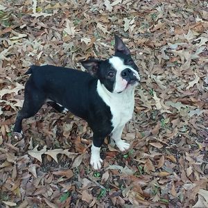 Meet your Posher, Antonio